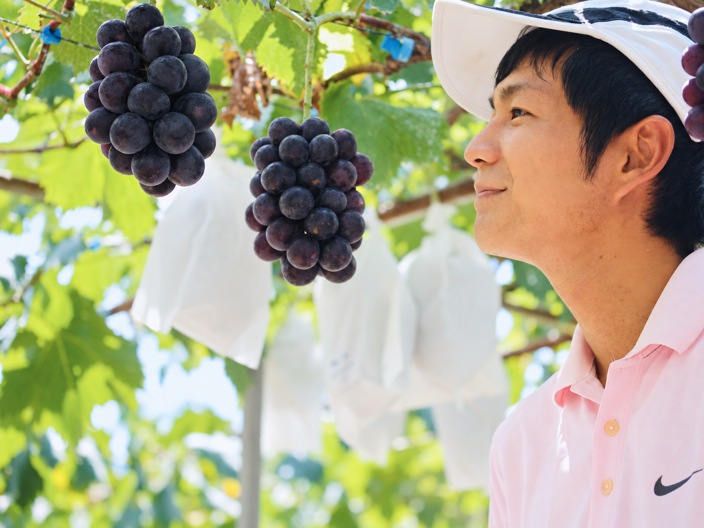 果実の食べごろを確かめる様子